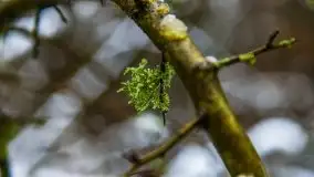 Zimowa szarówka w okolicach Kruklina, Gawlika Małego i Wydmin - zdjęcie 18