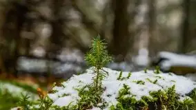 Zimowa szarówka w okolicach Kruklina, Gawlika Małego i Wydmin - zdjęcie 22