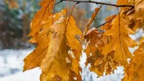 Zimowa szarówka w okolicach Kruklina, Gawlika Małego i Wydmin - zdjęcie 2