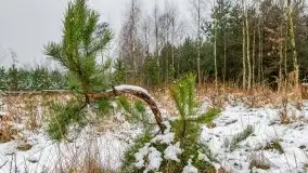 Zimowa szarówka w okolicach Kruklina, Gawlika Małego i Wydmin - zdjęcie 50