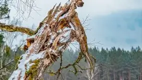 Zima nad jeziorem Wesołek, okolice Rucianej Nidy - zdjęcie 30