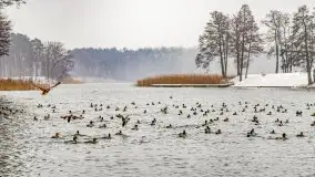 Zimowa szarówka w Rucianem-Nidzie - zdjęcie 20