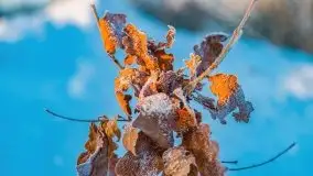 Zimowy wschód słońca nad jeziorem Dargin i... -27 stopni - zdjęcie 79