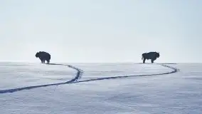 Mazurskie zwierzęta i pełnia zimy na zdjęciach Jana Olchówki - zdjęcie 1