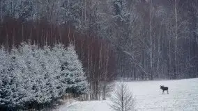 Mazurskie zwierzęta i pełnia zimy na zdjęciach Jana Olchówki - zdjęcie 27