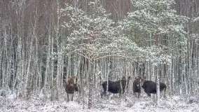 Mazurskie zwierzęta i pełnia zimy na zdjęciach Jana Olchówki - zdjęcie 11