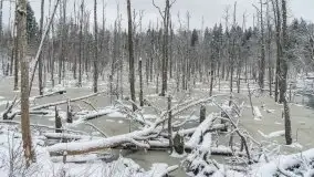 Mazurskie zwierzęta i pełnia zimy na zdjęciach Jana Olchówki - zdjęcie 22