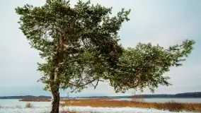 Mazurska zima na zdjęciach Staszka Sielewicza - zdjęcie 25