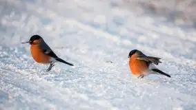 Mazurska zima na zdjęciach Staszka Sielewicza - zdjęcie 32