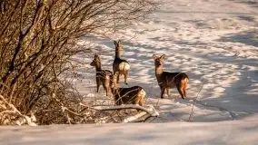 Mazurska zima na zdjęciach Staszka Sielewicza - zdjęcie 35
