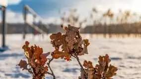 Port w Sztynorcie w zimowej scenerii, styczeń 2021 r. - zdjęcie 43
