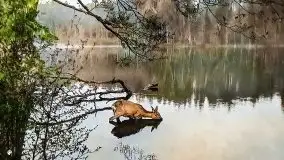 Przedwojenne pokolorowane zdjęcia Szczytna (Ortelsburg) - zdjęcie 59