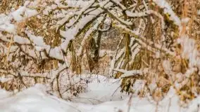 Okolice Kleszczewa w zimowej scenerii, styczeń 2021 - zdjęcie 43