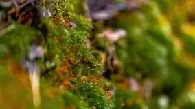 Zachód słońca nad jeziorem Kruklin, luty 2021 - zdjęcie 20