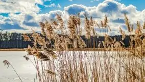 Szukamy wiosny - znajdujemy pierwsze oznaki - zdjęcie 4