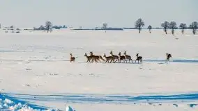 Zimowa sceneria okolic Kętrzyna, luty 2021 - zdjęcie 24