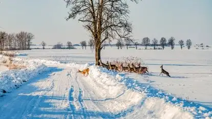 Zimowa sceneria okolic Kętrzyna, luty 2021