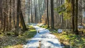 Przedwiośnie w lasach przy Wilkasach, marzec 2021 - zdjęcie 15