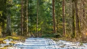 Przedwiośnie w lasach przy Wilkasach, marzec 2021 - zdjęcie 25