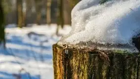 Las miejski w Giżycku, zimowa odsłona, luty 2021 r. - zdjęcie 39