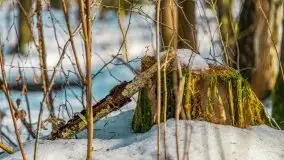 Las miejski w Giżycku, zimowa odsłona, luty 2021 r. - zdjęcie 41