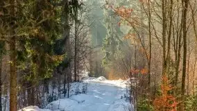 Las miejski w Giżycku, zimowa odsłona, luty 2021 r. - zdjęcie 35