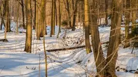 Las miejski w Giżycku, zimowa odsłona, luty 2021 r. - zdjęcie 42