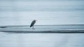 Miłośnicy Mazur - przedwiośnie na zdjęciach Staszka Sielewicza - zdjęcie 31