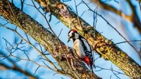 Miłośnicy Mazur - przedwiośnie na zdjęciach Staszka Sielewicza - zdjęcie 15