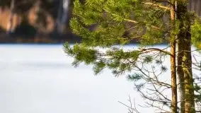 Przedwiośnie 2021 nad jeziorem Białym - zdjęcie 20