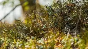 Przedwiośnie 2021 nad jeziorem Białym - zdjęcie 62