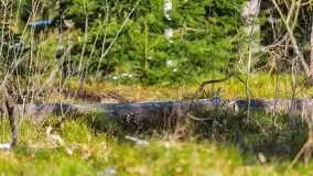 Przedwiośnie 2021 nad jeziorem Białym - zdjęcie 53