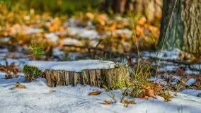 Przedwiośnie 2021 nad jeziorem Białym - zdjęcie 42