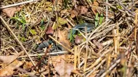 Wiosna w rezerwacie przyrody Borki, marzec 2021 - zdjęcie 30