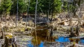 Wiosna w rezerwacie przyrody Borki, marzec 2021 - zdjęcie 23