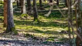 Wiosna w rezerwacie przyrody Borki, marzec 2021 - zdjęcie 3