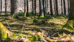 Wiosna w rezerwacie przyrody Borki, marzec 2021 - zdjęcie 49