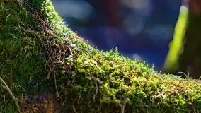 Wiosna w rezerwacie przyrody Borki, marzec 2021 - zdjęcie 32