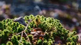 Wiosna w rezerwacie przyrody Borki, marzec 2021 - zdjęcie 24