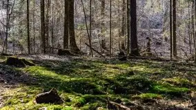 Wiosna w rezerwacie przyrody Borki, marzec 2021 - zdjęcie 36