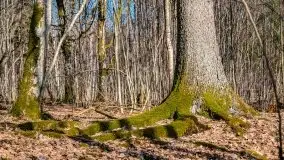 Wiosna w rezerwacie przyrody Borki, marzec 2021 - zdjęcie 28