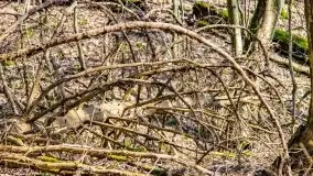 Wiosna w rezerwacie przyrody Borki, marzec 2021 - zdjęcie 46