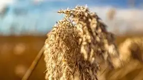 Przedwiosenny zachód słońca w porcie Kal, jezioro Mamry - zdjęcie 12