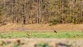 Wiosenny las przy jeziorze Gołdopiwo - zdjęcie 24