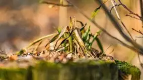 Wiosenny las przy jeziorze Gołdopiwo - zdjęcie 6