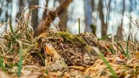 Mazurska przyroda w lesie Szczybały Giżyckie - zdjęcie 49