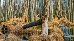 Mazurska przyroda w lesie Szczybały Giżyckie - zdjęcie 6