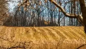 Mazurska przyroda w lesie Szczybały Giżyckie - zdjęcie 24