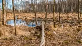 Mazurska przyroda w lesie Szczybały Giżyckie - zdjęcie 43