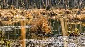 Mazurska przyroda w lesie Szczybały Giżyckie - zdjęcie 16